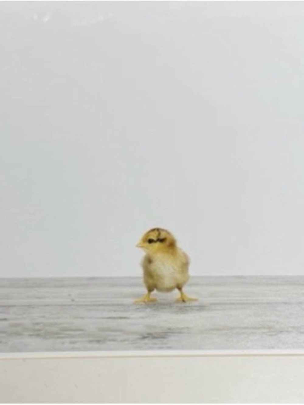 Baby Animals Chick Print - Yellow Chick Wall Art